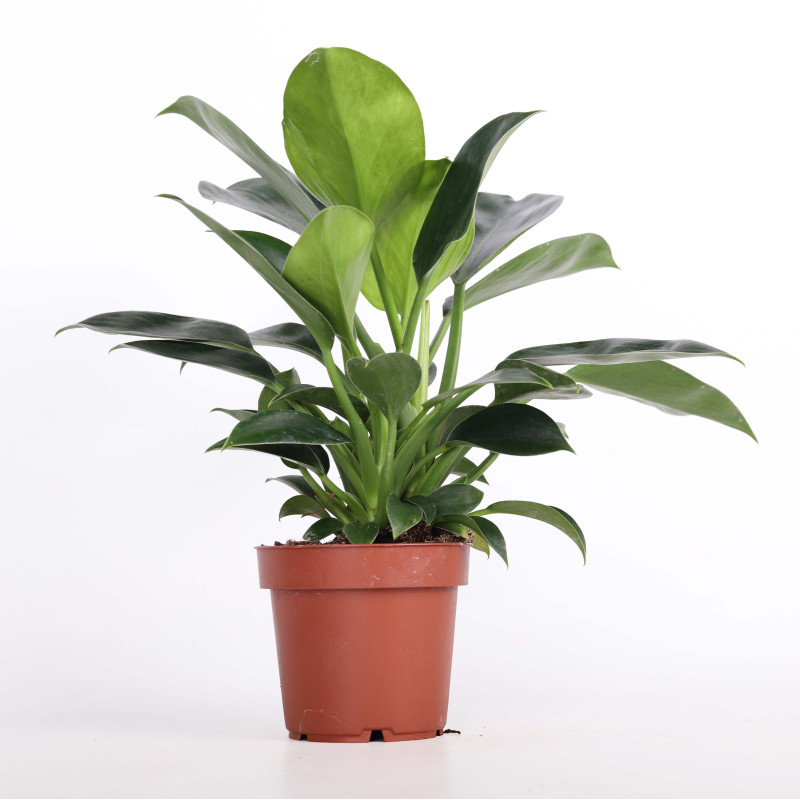 Philodendron 'Green Princess' (Filodendron) -  średnica: 12 cm