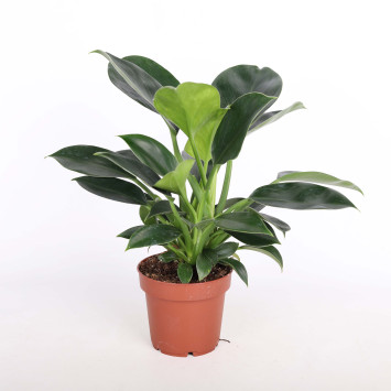 Philodendron 'Green Princess' (Filodendron) -  średnica: 12 cm