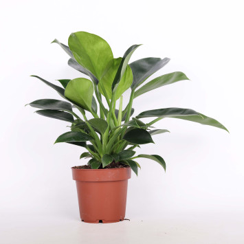 Philodendron 'Green Princess' (Filodendron) -  średnica: 12 cm