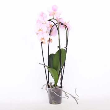Storczyk (Phalenopsis) - 12 cm