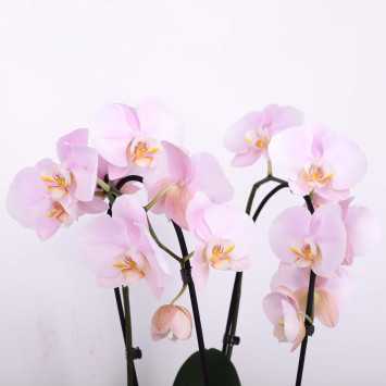 Storczyk (Phalenopsis) - 12 cm
