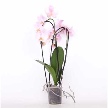 Storczyk (Phalenopsis) - 12 cm