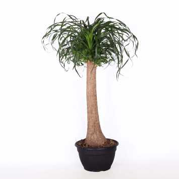 Nolina - średnica: 30 cm