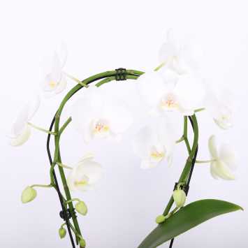 Phalaenopsis (Storczyk) - koło