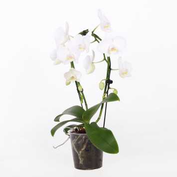 Phalaenopsis (Storczyk) - koło