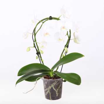 Phalaenopsis (Storczyk) - koło