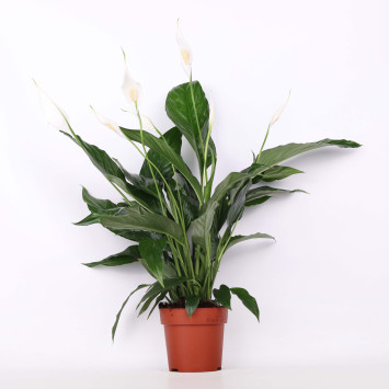 Skrzydłokwiat (Spathiphyllum) - 13 cm