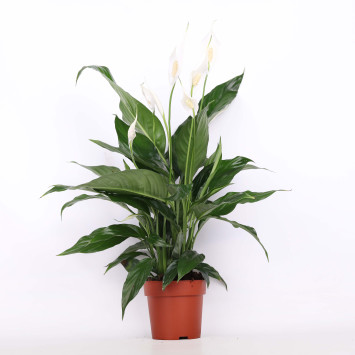 Skrzydłokwiat (Spathiphyllum) - 13 cm