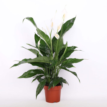 Skrzydłokwiat (Spathiphyllum) - 13 cm