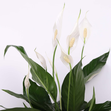 Skrzydłokwiat (Spathiphyllum) - 13 cm