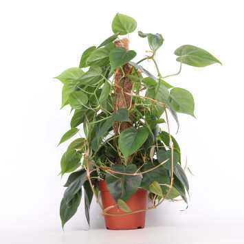 Filodendron scandens