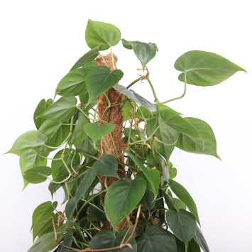 Filodendron scandens