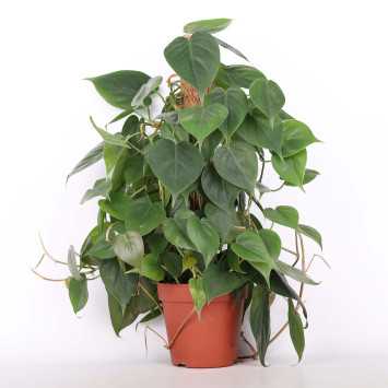 Filodendron scandens