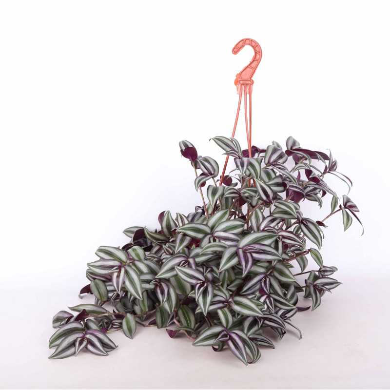 Tradescantia Pink Joy (Trzykrotka) Tradescantia Pink Joy (Trzykrotka)
