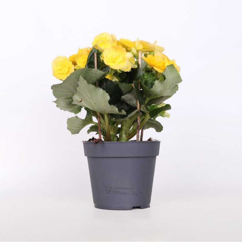Begonia zimowa (Begonia elatior) - śr. donicy: 14 cm Begonia zimowa (Begonia elatior) - śr. donicy: 14 cm