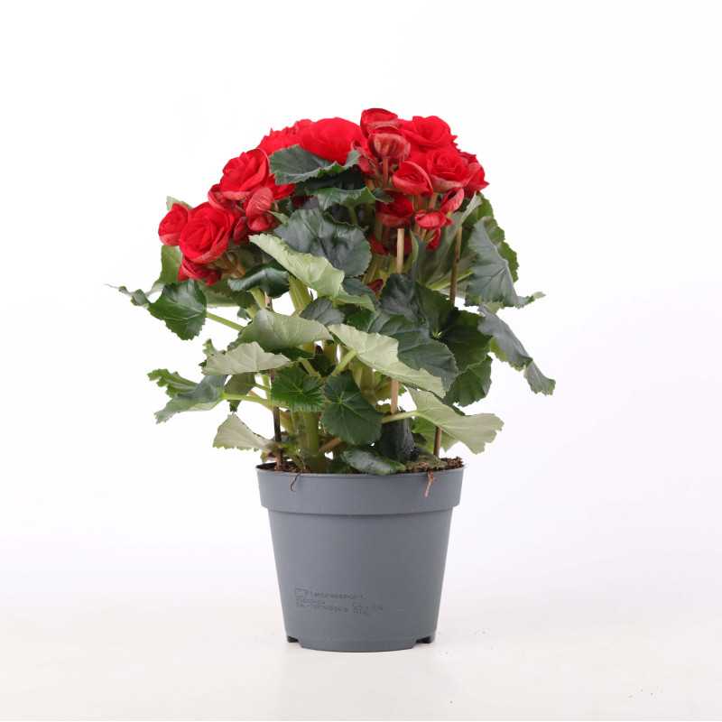 Begonia zimowa (Begonia elatior) - śr. donicy: 14 cm Begonia zimowa (Begonia elatior) - śr. donicy: 14 cm