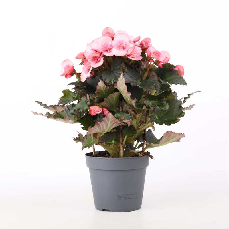 Begonia zimowa (Begonia elatior) - śr. donicy: 14 cm Begonia zimowa (Begonia elatior) - śr. donicy: 14 cm