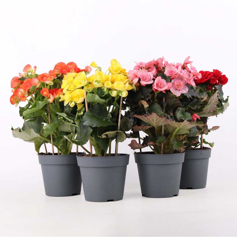 Begonia zimowa (Begonia elatior) - śr. donicy: 14 cm Begonia zimowa (Begonia elatior) - śr. donicy: 14 cm