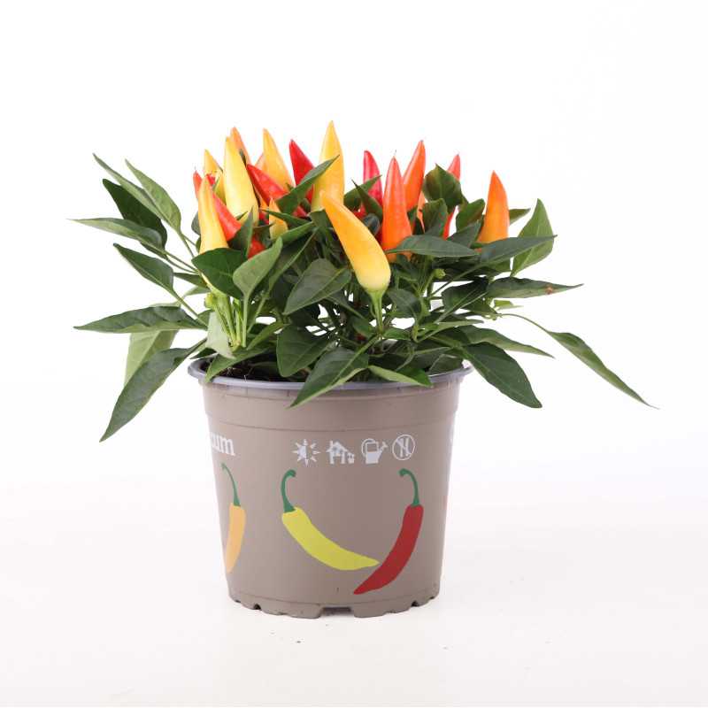 Papryka roczna (Capsicum annuum) - śr. donicy: 12 cm