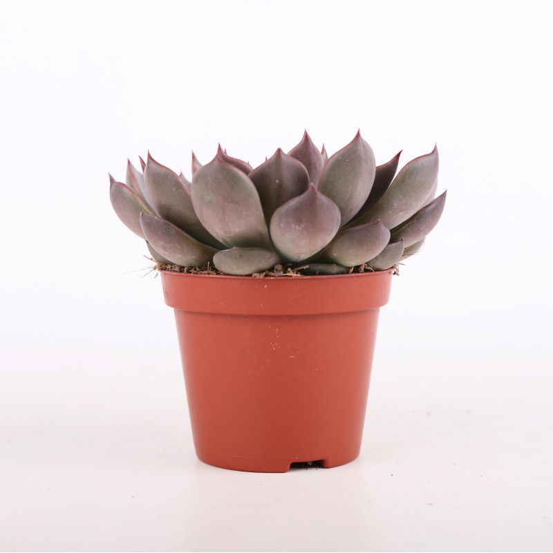 Eszeweria (Echeveria pulidonis)