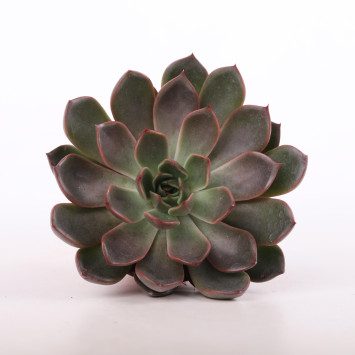 Eszeweria (Echeveria pulidonis)