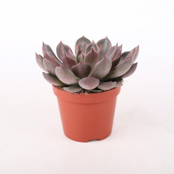 Eszeweria (Echeveria pulidonis)