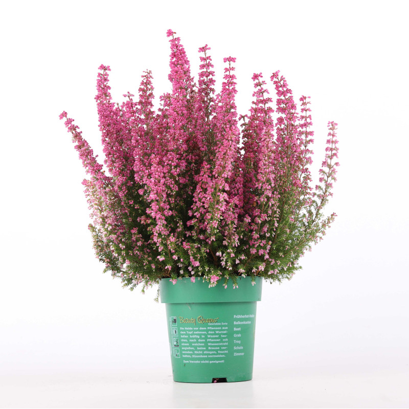 Wrzosiec (Erica cinerea) - śr. donicy: 14 cm