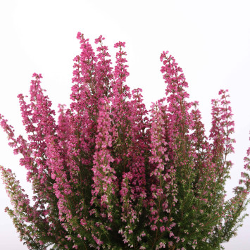 Wrzosiec (Erica cinerea) - śr. donicy: 14 cm