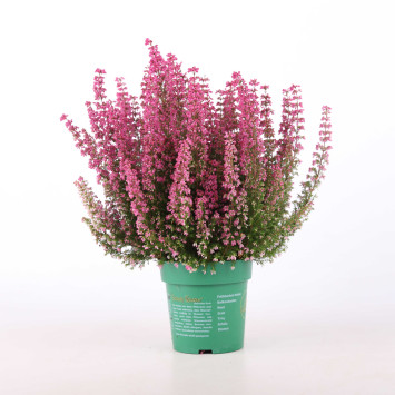 Wrzosiec (Erica cinerea) - śr. donicy: 14 cm