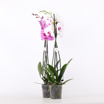 Storczyk (Phalaenopsis) MIX - śr.donicy: 12 cm