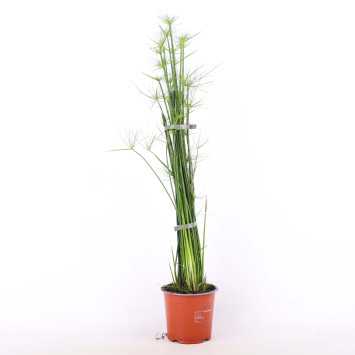 Papirus (Cyperus papyrus)