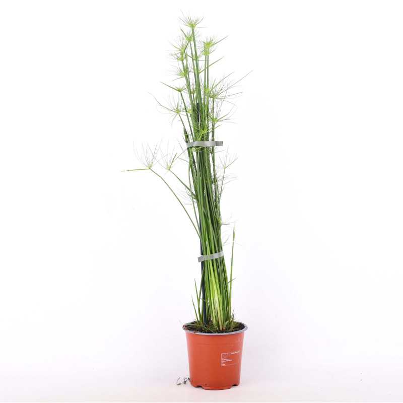 Papirus (Cyperus papyrus)