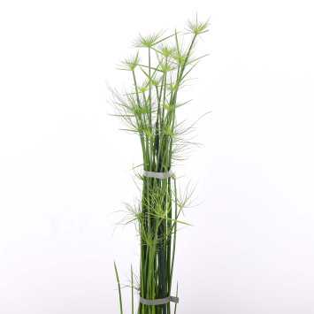 Papirus (Cyperus papyrus)