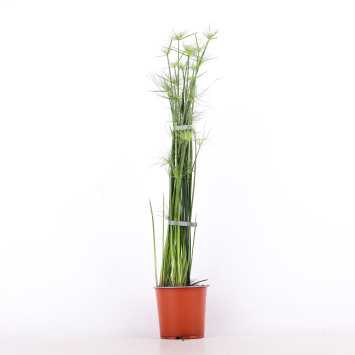 Papirus (Cyperus papyrus)