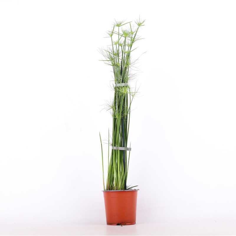 Papirus (Cyperus papyrus) Papirus (Cyperus papyrus)