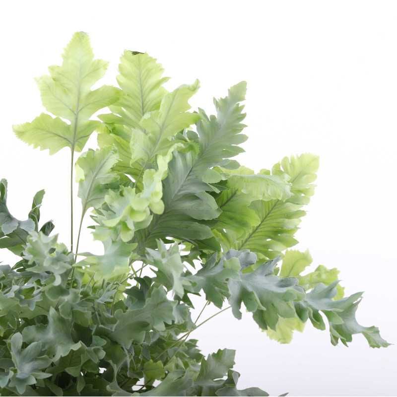 Phlebodium aureum Davana (Flebodium) Phlebodium aureum Davana (Flebodium)