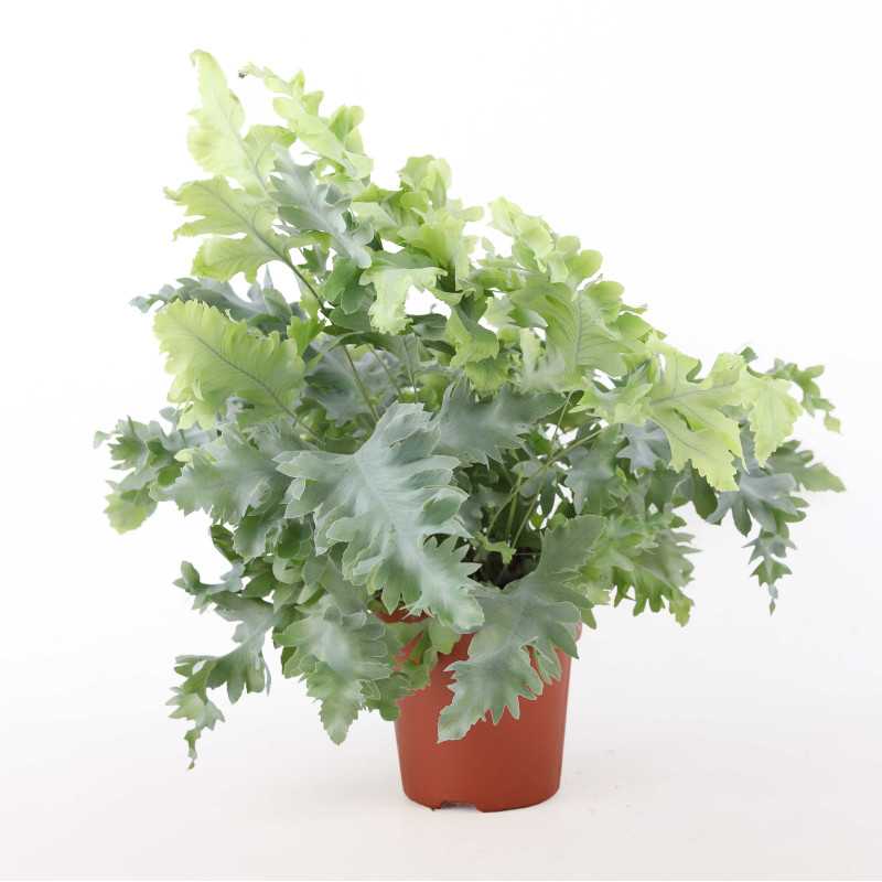 Phlebodium aureum Davana (Flebodium) Phlebodium aureum Davana (Flebodium)
