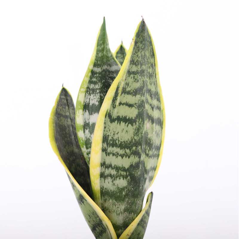 Sansevieria trifasciata Laurentii (Sansewieria Gwinejska) Sansevieria trifasciata Laurentii (Sansewieria Gwinejska)