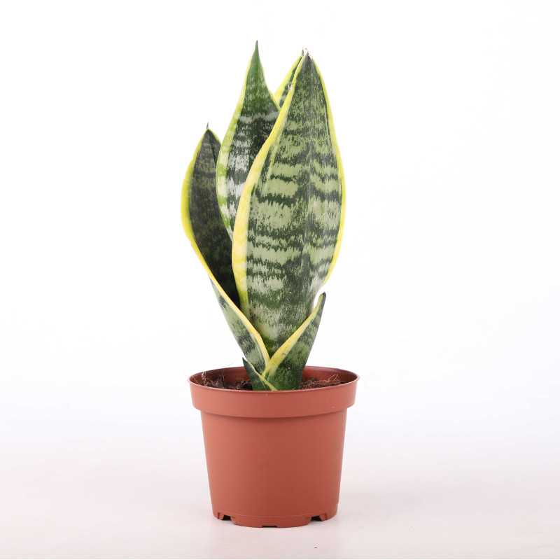 Sansevieria trifasciata Laurentii (Sansewieria Gwinejska) Sansevieria trifasciata Laurentii (Sansewieria Gwinejska)