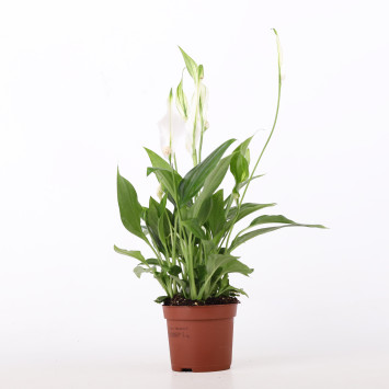 Skrzydłokwiat (Spathiphyllum) -  śr.donicy.: 9 cm