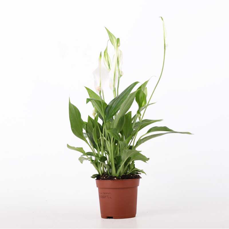 Skrzydłokwiat (Spathiphyllum) - śr.donicy.: 9 cm