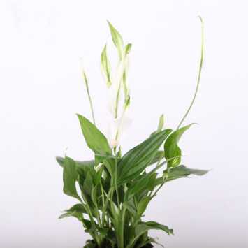 Skrzydłokwiat (Spathiphyllum) - śr.donicy.: 9 cm