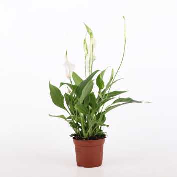 Skrzydłokwiat (Spathiphyllum) - śr.donicy.: 9 cm