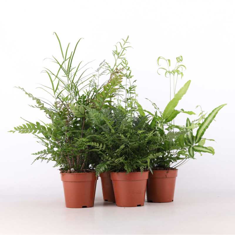 Paprocie MIX (Pteris multifida, Pteris ensiformis, Orliczka kreteńska, Didymochlaena truncatula, Athyrium otophorum)