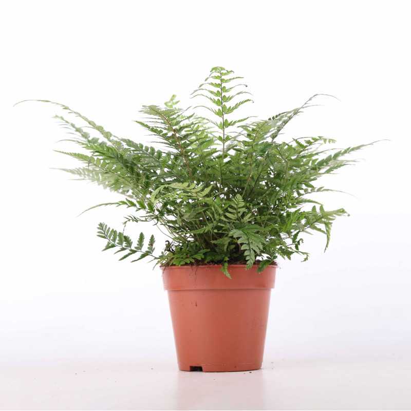 Paprocie MIX (Pteris multifida, Pteris ensiformis, Orliczka kreteńska, Didymochlaena truncatula, Athyrium otophorum)