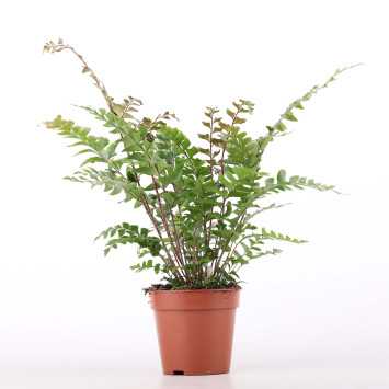Paprocie MIX (Pteris multifida, Pteris ensiformis, Orliczka kreteńska, Didymochlaena truncatula, Athyrium otophorum)