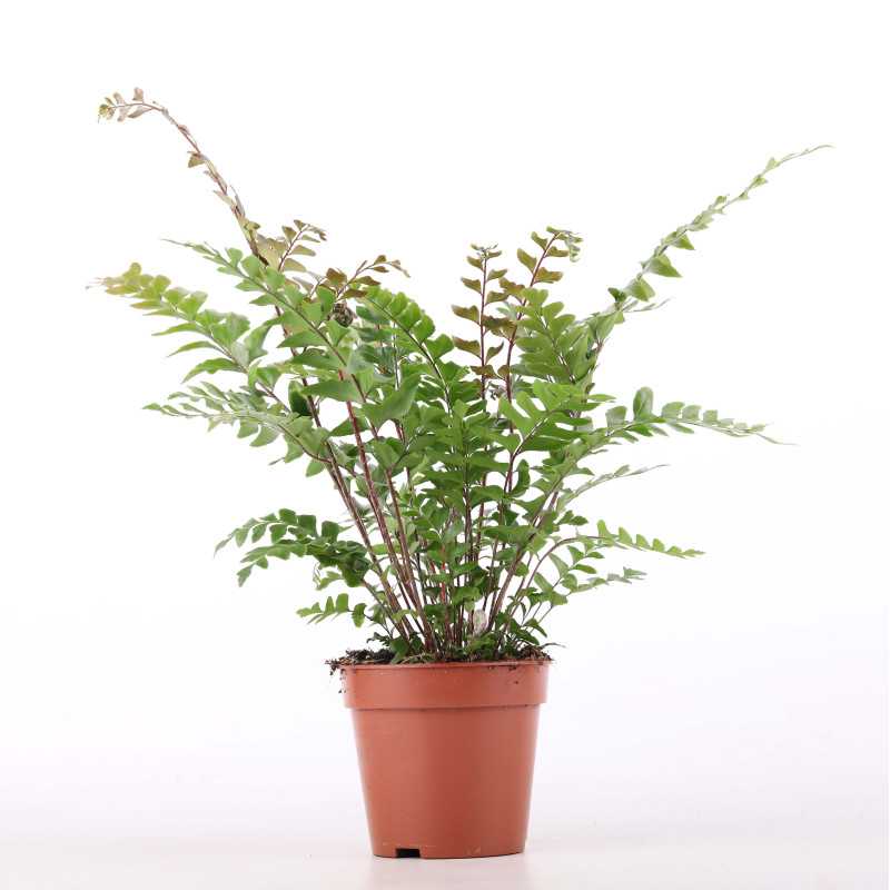 Paprocie MIX (Pteris multifida, Pteris ensiformis, Orliczka kreteńska, Didymochlaena truncatula, Athyrium otophorum)