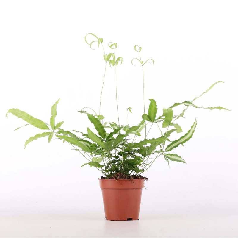 Paprocie MIX (Pteris multifida, Pteris ensiformis, Orliczka kreteńska, Didymochlaena truncatula, Athyrium otophorum)