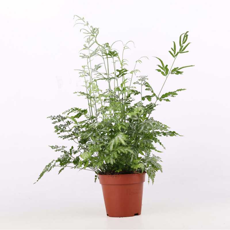 Paprocie MIX (Pteris multifida, Pteris ensiformis, Orliczka kreteńska, Didymochlaena truncatula, Athyrium otophorum)