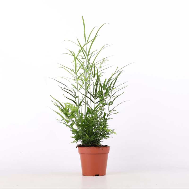 Paprocie MIX (Pteris multifida, Pteris ensiformis, Orliczka kreteńska, Didymochlaena truncatula, Athyrium otophorum)